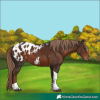 Horse Color:Liver Chestnut Tobiano Blanket Rabicano
