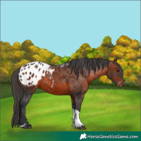 Horse Color:Brown Tobiano Blanket 