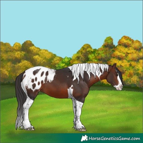 Horse Color:Brown Splash Tobiano Appaloosa 