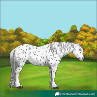 Horse Color:Smoky Black Tobiano Appaloosa Rabicano 
