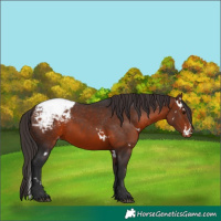 Horse Color:White Spotted Bay Appaloosa Rabicano 