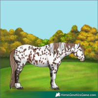 Horse Color:Liver Chestnut Tobiano Appaloosa 