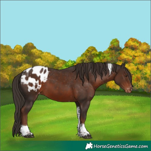 Horse Color:Liver Chestnut Tobiano Appaloosa 