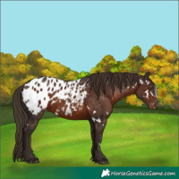 Horse Color:White Spotted Liver Chestnut Blanket