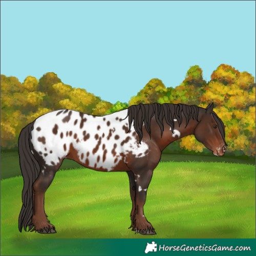 Horse Color:White Spotted Liver Chestnut Appaloosa 
