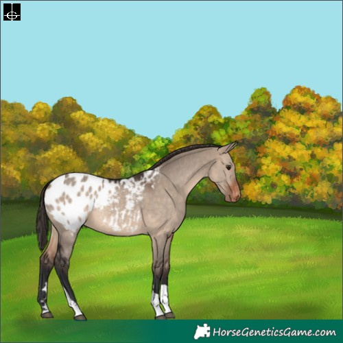 Horse Color:Brown Dun Tobiano Appaloosa 
