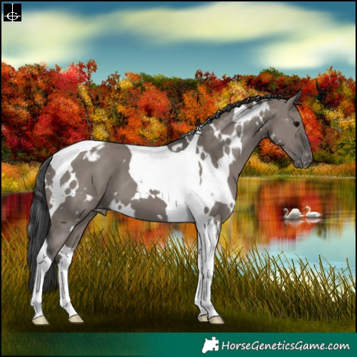 Horse Color:White Spotted Grullo Tobiano Appaloosa 