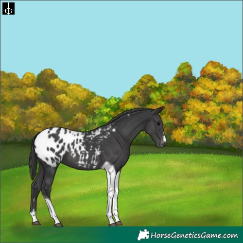 Horse Color:Black Tobiano Blanket 