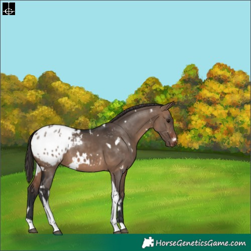 Horse Color:White Spotted Brown Dun Tobiano Appaloosa 