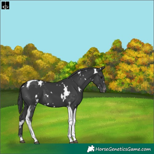 Horse Color:White Spotted Black Tobiano Appaloosa 