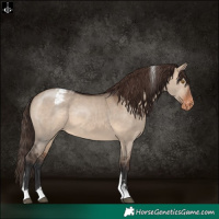 Horse Color:Brown Dun Tobiano Appaloosa 