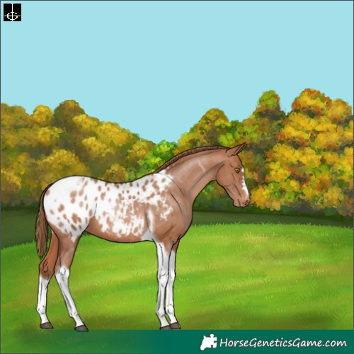 Horse Color:Brown Pearl Tobiano Blanket Rabicano 