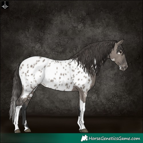 Horse Color:White Spotted Grullo Tobiano Near Leopard 
