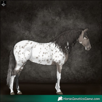Horse Color:White Spotted Grullo Tobiano Appaloosa 