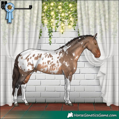 Horse Color:White Spotted Brown Dun Tobiano Appaloosa 