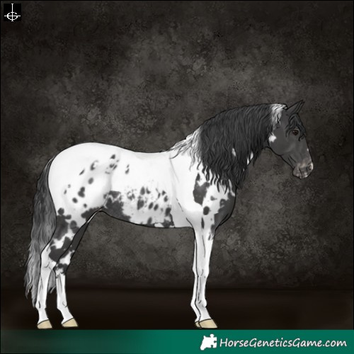Horse Color:White Spotted Black Tobiano Appaloosa Rabicano