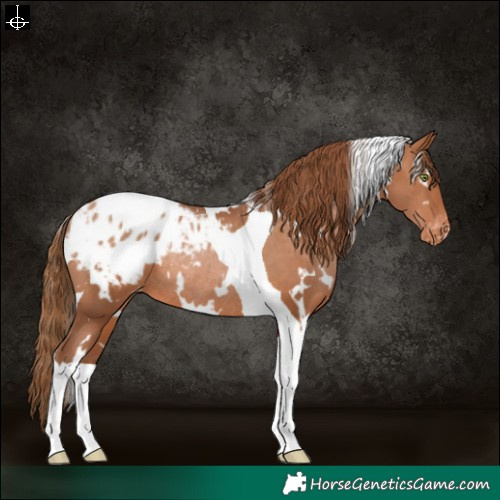 Horse Color:White Spotted Brown Pearl Tobiano Blanket Rabicano 