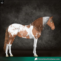 Horse Color:White Spotted Brown Pearl Tobiano Appaloosa Rabicano 