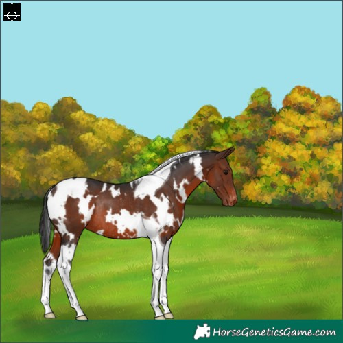 Horse Color:White Spotted Brown Tobiano Varnish Rabicano 