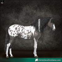 Horse Color:Grullo Tobiano Appaloosa 