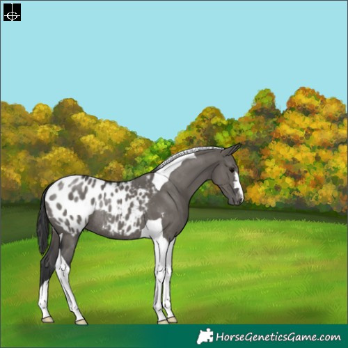 Horse Color:Grullo Tobiano Appaloosa Rabicano 