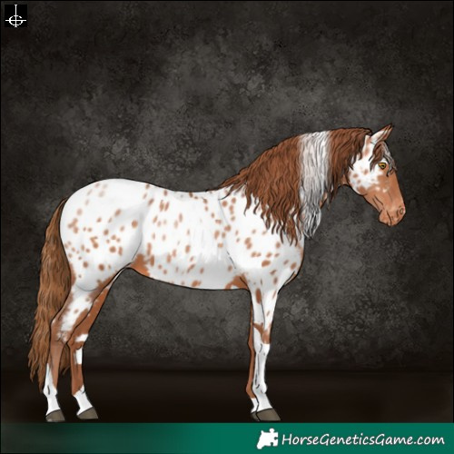 Horse Color:White Spotted Brown Pearl Tobiano Near Leopard 