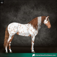 Horse Color:White Spotted Brown Pearl Tobiano Near Leopard 
