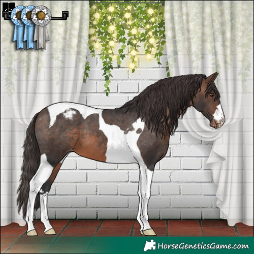 Horse Color:Brown Tobiano Appaloosa 
