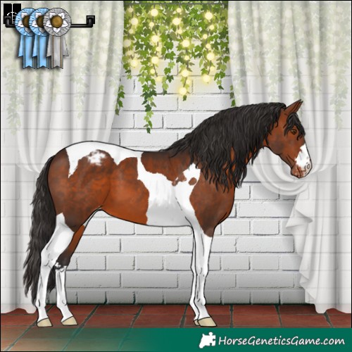 Horse Color:Brown Tobiano Appaloosa 