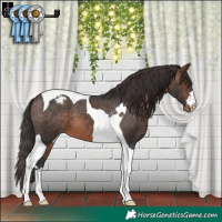Horse Color:Brown Tobiano Appaloosa