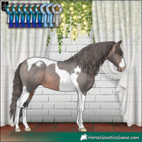 Horse Color:Brown Tobiano Appaloosa 