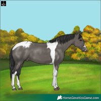 Horse Color:Grullo Tobiano Varnish 