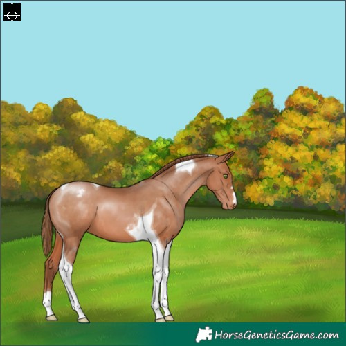 Horse Color:Brown Pearl Tobiano Varnish 