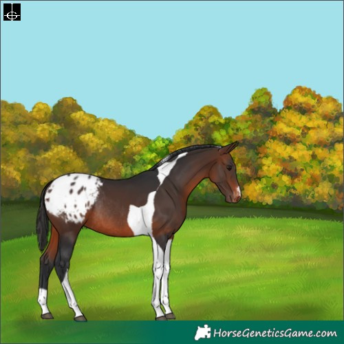 Horse Color:Brown Tobiano Blanket Rabicano 