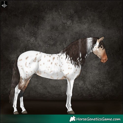 Horse Color:White Spotted Brown Dun Tobiano Near Leopard Rabicano 