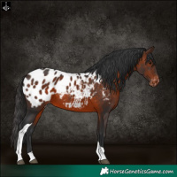 Horse Color:Brown Tobiano Appaloosa 