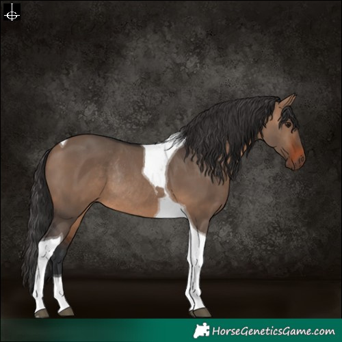 Horse Color:Brown Dun Tobiano Rabicano 