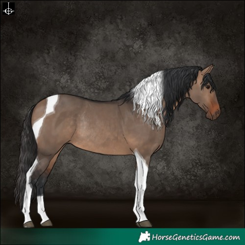 Horse Color:Brown Dun Tobiano Rabicano 