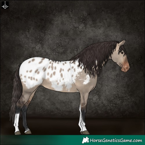 Horse Color:Brown Dun Tobiano Appaloosa 