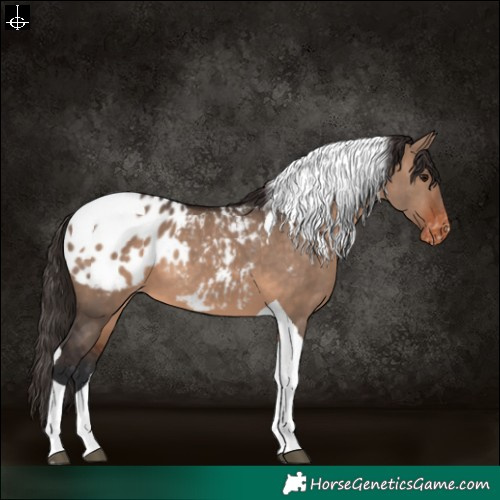 Horse Color:Brown Dun Tobiano Appaloosa 