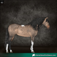 Horse Color:Brown Dun Tobiano Rabicano 