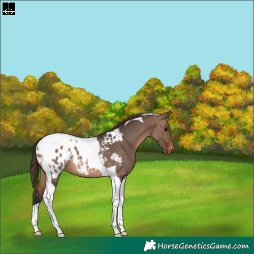 Horse Color:Brown Dun Tobiano Blanket Rabicano 