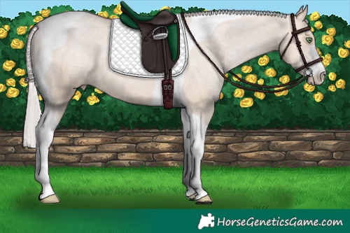 Horse Color:Silver Brown Pearl Dun Sabino Tobiano Appaloosa 