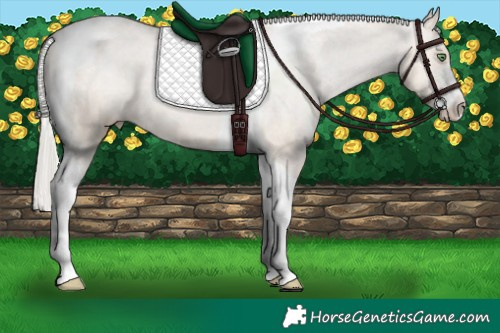 Horse Color:Silver Brown Pearl Dun Sabino Tobiano Appaloosa