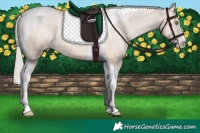 Horse Color:Silver Brown Pearl Dun Sabino Tobiano Appaloosa