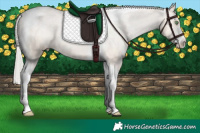 Horse Color:Silver Brown Pearl Dun Sabino Tobiano Appaloosa