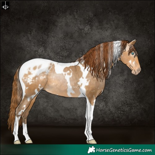Horse Color:Gray White Spotted Buckskin Pearl Tobiano Appaloosa Rabicano 