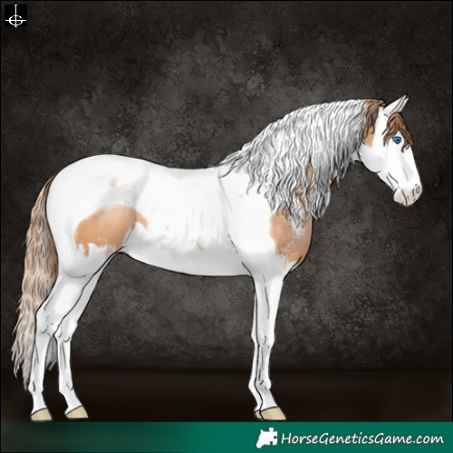 Horse Color:Brown Pearl Sabino Splash Tobiano Appaloosa 