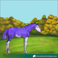 Horse Color:Watercolor Black Splash 