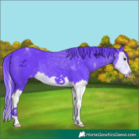 Horse Color:Watercolor Black Splash 